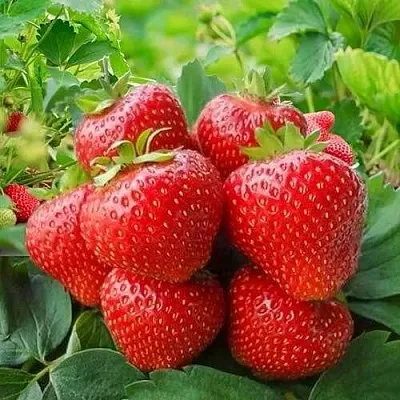 Клубника КИМБЕРЛИ  Клубника КИМБЕРЛИ в Бобруйске