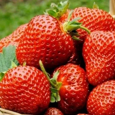 Клубника ФЛОРЕНС  Клубника ФЛОРЕНС в Бобруйске