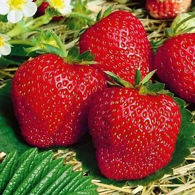 Клубника ВИМА ЗАНТА  Клубника ВИМА ЗАНТА в Бобруйске