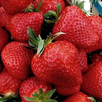 Клубника КЛЕРИ  Клубника КЛЕРИ в Бобруйске