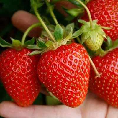 Клубника ПОРТОЛА ремонтантная  Клубника ПОРТОЛА ремонтантная в Бобруйске