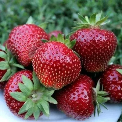 Клубника МАЛЬВИНА  Клубника МАЛЬВИНА в Бобруйске