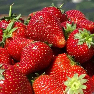 Клубника ПИРЧИНКЬЮ  Клубника ПИРЧИНКЬЮ в Бобруйске