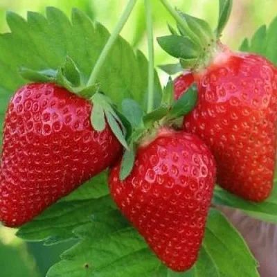 Клубника КЛОДИЯ  Клубника КЛОДИЯ в Бобруйске