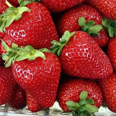 Клубника СКАЛА  Клубника СКАЛА в Бобруйске