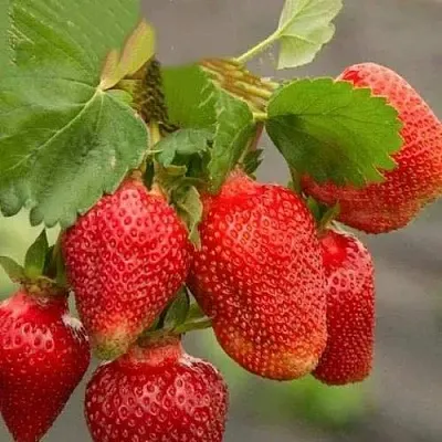 Клубника АЗИЯ  Клубника АЗИЯ в Бобруйске