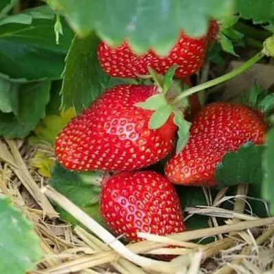 Клубника МОНТЕРЕЙ ремонтантная  Клубника МОНТЕРЕЙ ремонтантная в Бобруйске