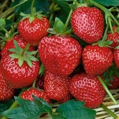 Клубника СЕЛЬВА ремонтантная  Клубника СЕЛЬВА ремонтантная в Бобруйске