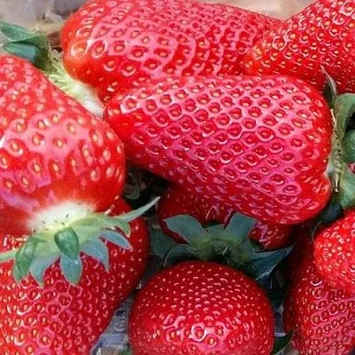 Клубника АМИ  Клубника АМИ в Бобруйске