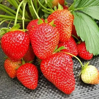 Клубника ВИМА РИНА ремонтантная  Клубника ВИМА РИНА ремонтантная в Бобруйске