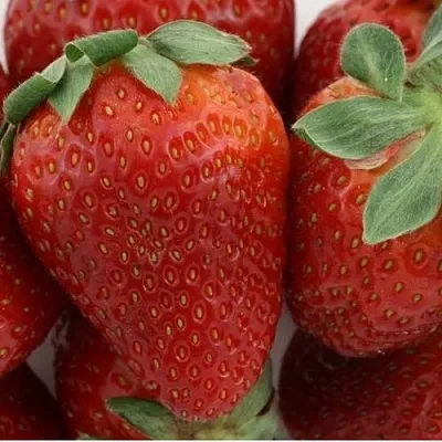 Клубника ФЛАМИНИЯ  Клубника ФЛАМИНИЯ в Бобруйске