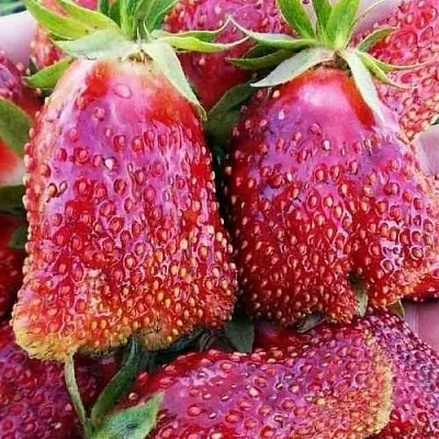 Клубника КУПЧИХА  Клубника КУПЧИХА в Бобруйске