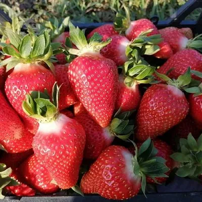 Клубника ЛЮЧИЯ  Клубника ЛЮЧИЯ в Бобруйске