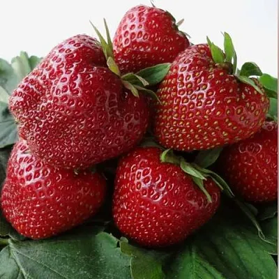 Клубника НАБИЛА  Клубника НАБИЛА в Бобруйске