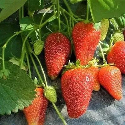 Клубника РОКСАНА  Клубника РОКСАНА в Бобруйске