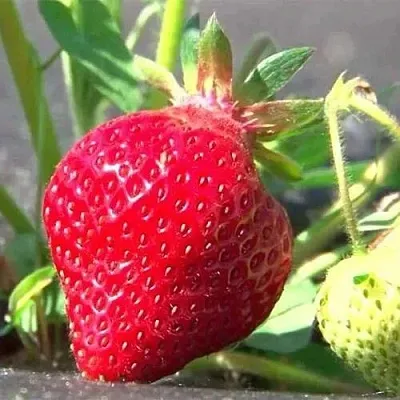 Клубника ХОНЕЙ  Клубника ХОНЕЙ в Бобруйске