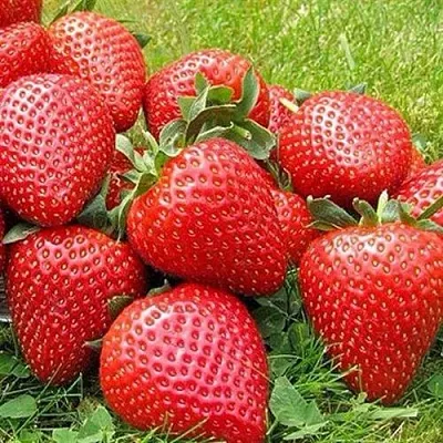 Клубника ЭЛИАНЕ  Клубника ЭЛИАНЕ в Бобруйске