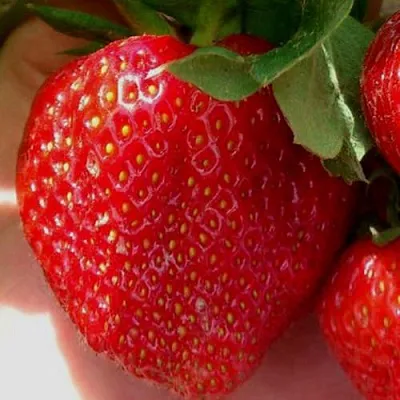 Клубника МАГНУС  Клубника МАГНУС в Бобруйске