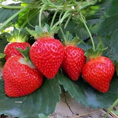 Клубника ТЕА  Клубника ТЕА в Бобруйске