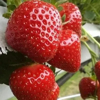 Клубника АРГЕНТЕРА  Клубника АРГЕНТЕРА в Бобруйске