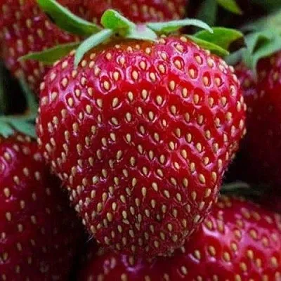 Клубника НАНДИ  Клубника НАНДИ в Бобруйске