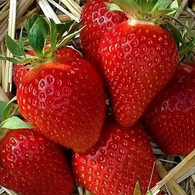 Клубника СИБИЛЛА  Клубника СИБИЛЛА в Бобруйске