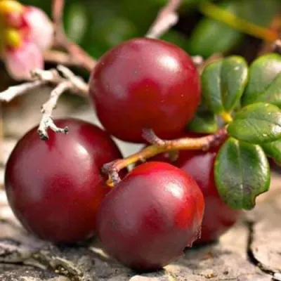 Клюква ЭРЛИ БЛЭК — описание сорта Клюква ЭРЛИ БЛЭК в Бобруйске