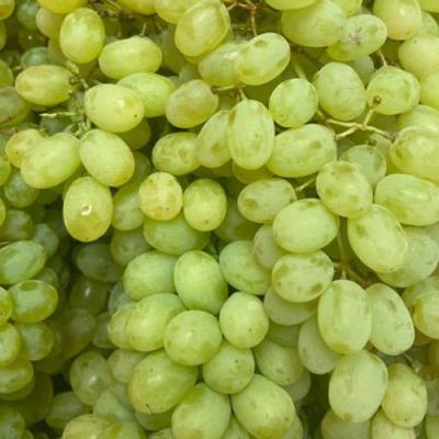 Зеленый в Бобруйске