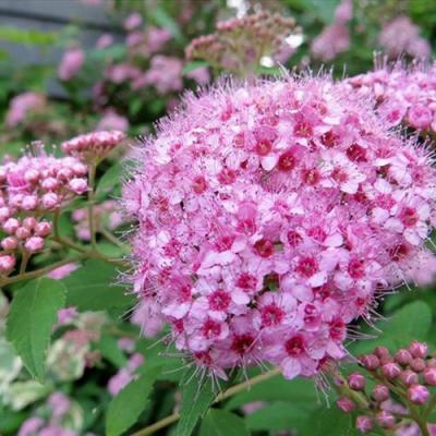 Розовая в Бобруйске