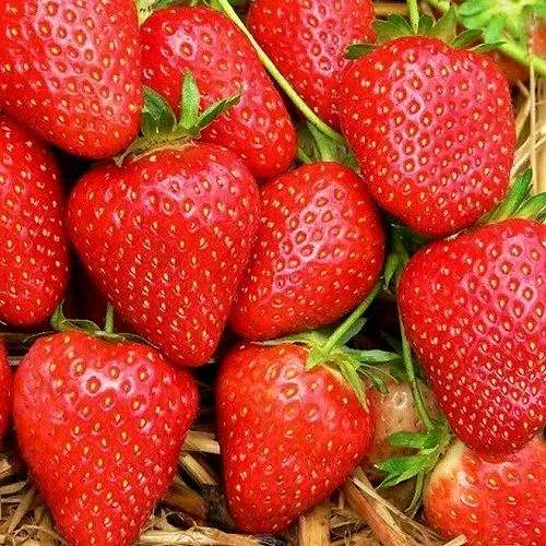 Клубника КВИКИ в Бобруйске