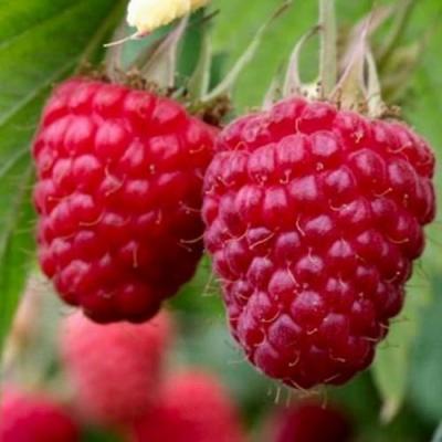 Средняя в Бобруйске