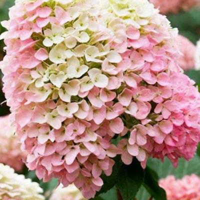 Низкорослые (карликовые) в Бобруйске