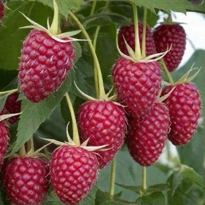 Высокая в Бобруйске