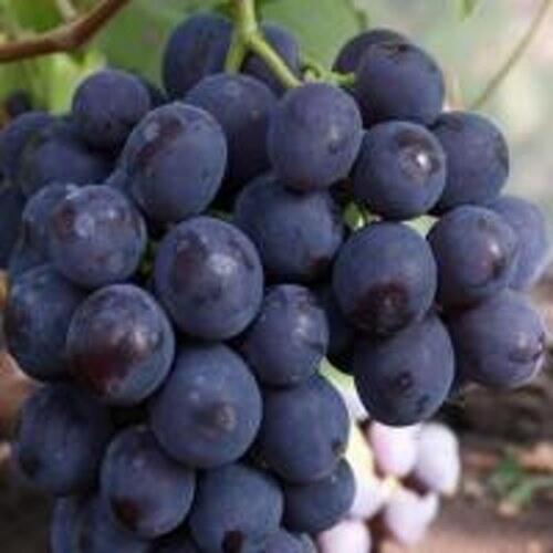 виноград рошфор