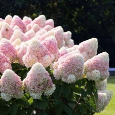 Бело-розовая в Бобруйске