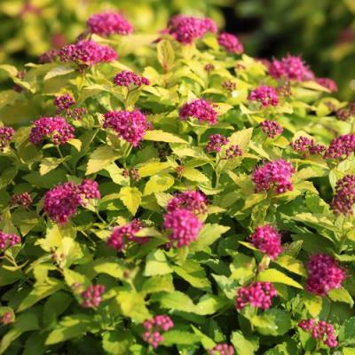 Японская в Бобруйске