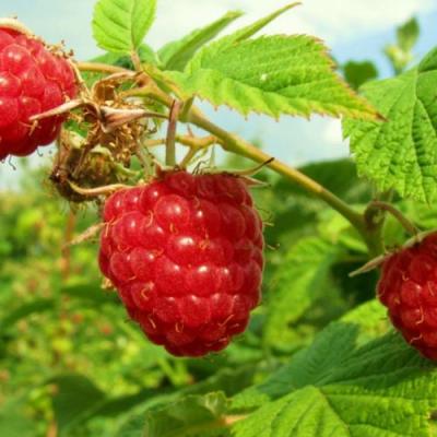 Бесшипная в Бобруйске