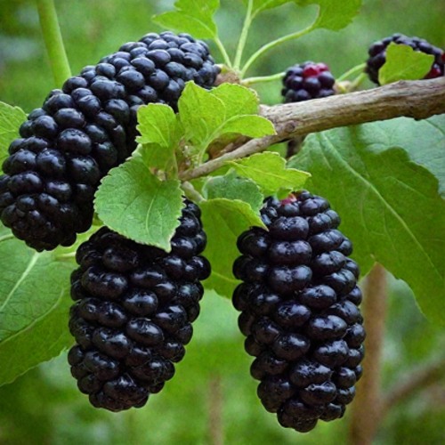 Шелковица плакучая в Бобруйске