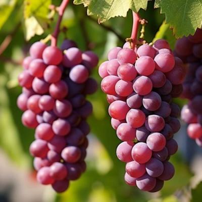 Фиолетовый в Бобруйске