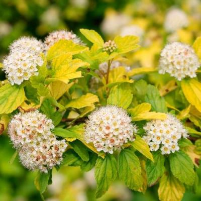 Желтый в Бобруйске