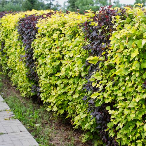 Пузыреплодник в ландшафтном дизайне: яркие акценты для сада