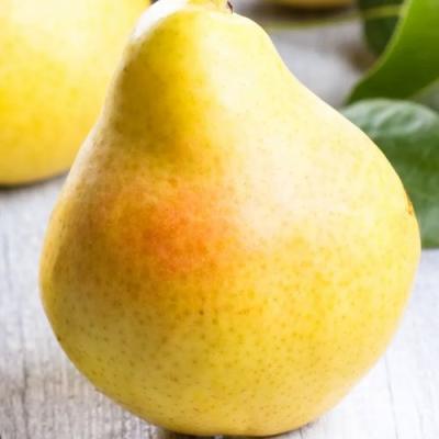 Желтая в Бобруйске