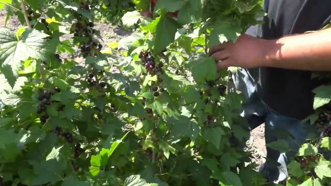 Превью видео