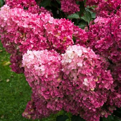 Фрайз в Бобруйске