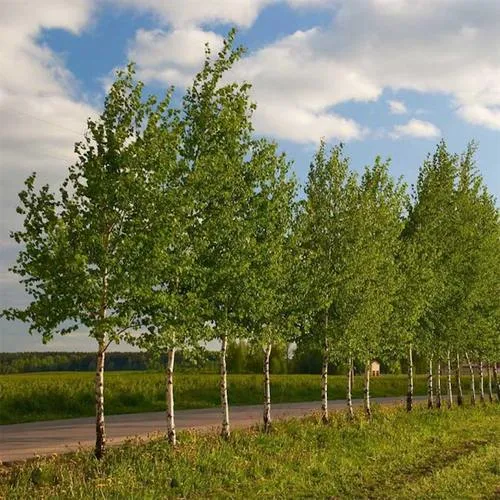 Береза обыкновенная в Бобруйске