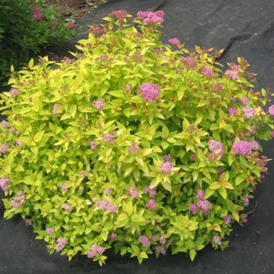 Голден в Бобруйске