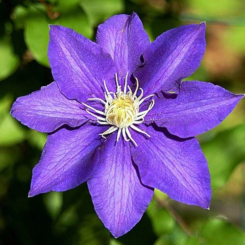 Клематис ЗЕ ПРЕЗИДЕНТ в Бобруйске