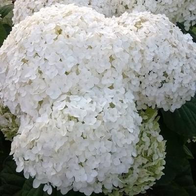 Белая в Бобруйске