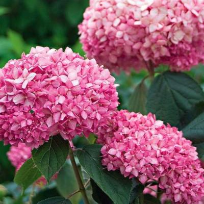 Розовая в Бобруйске