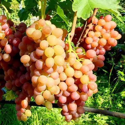 Сладкий в Бобруйске